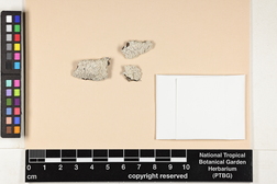 Dirinaria aegialita image
