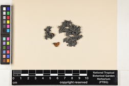 Leptogium corticola image