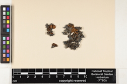 Leptogium corticola image