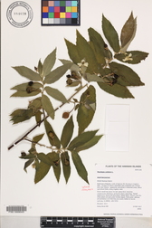 Muntingia calabura