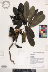 Cerbera manghas