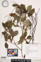 Ficus microcarpa