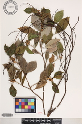 Ficus microcarpa