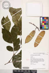 Barnebydendron riedelii