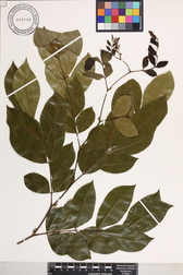 Barnebydendron riedelii