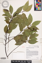 Cinnamomum burmanni