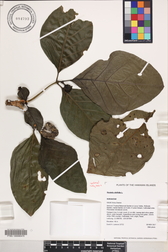 Morinda citrifolia