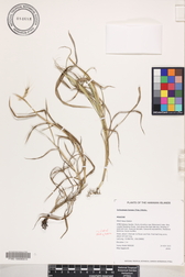 Ischaemum byrone