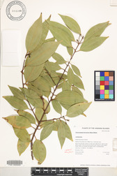 Cinnamomum burmanni