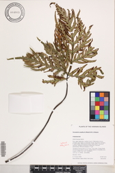 Doryopteris angelica