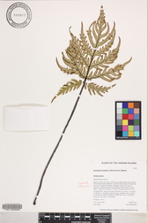 Doryopteris angelica