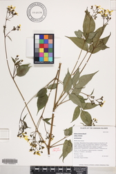 Bidens forbesii subsp. forbesii