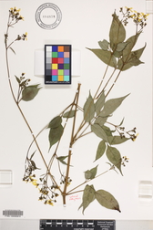 Bidens forbesii subsp. forbesii