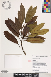Ochrosia kauaiensis