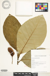 Artocarpus odoratissimus