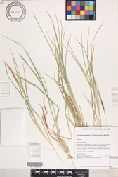 Heteropogon contortus