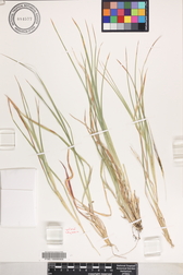 Heteropogon contortus