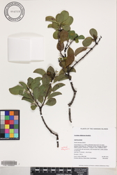 Santalum ellipticum