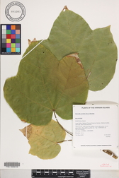 Sterculia apetala