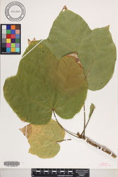 Sterculia apetala