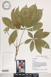 Adansonia digitata