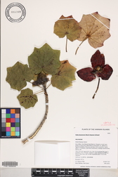 Kokia kauaiensis