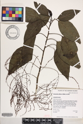 Charpentiera elliptica