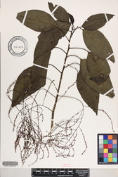 Charpentiera elliptica