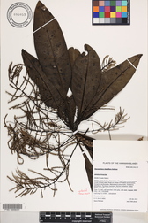 Charpentiera densiflora