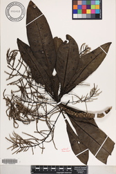 Charpentiera densiflora