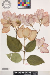 Mussaenda hybrid