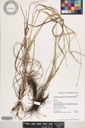 Heteropogon contortus
