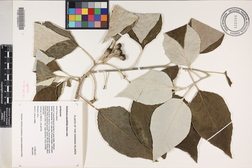 Distephanus populifolius