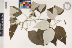 Distephanus populifolius