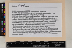 Isopterygium albescens image