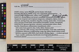 Isopterygium albescens image