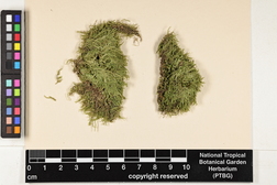 Lejeunea flava image