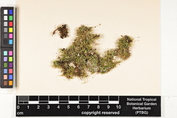 Isopterygium albescens image