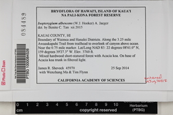 Isopterygium albescens image