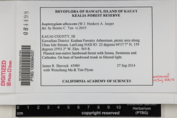 Isopterygium albescens image