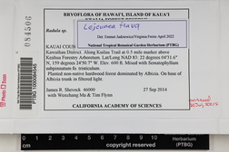 Lejeunea flava image