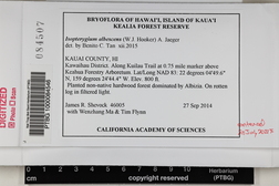 Isopterygium albescens image
