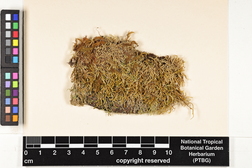 Isopterygium albescens image