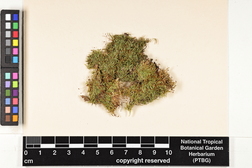 Isopterygium albescens image