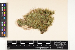 Isopterygium albescens image