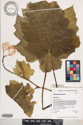 Hillebrandia sandwicensis