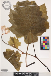 Hillebrandia sandwicensis