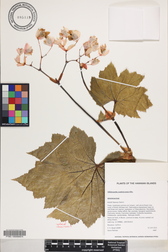 Hillebrandia sandwicensis