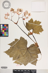 Hillebrandia sandwicensis