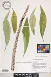 Trematolobelia kauaiensis